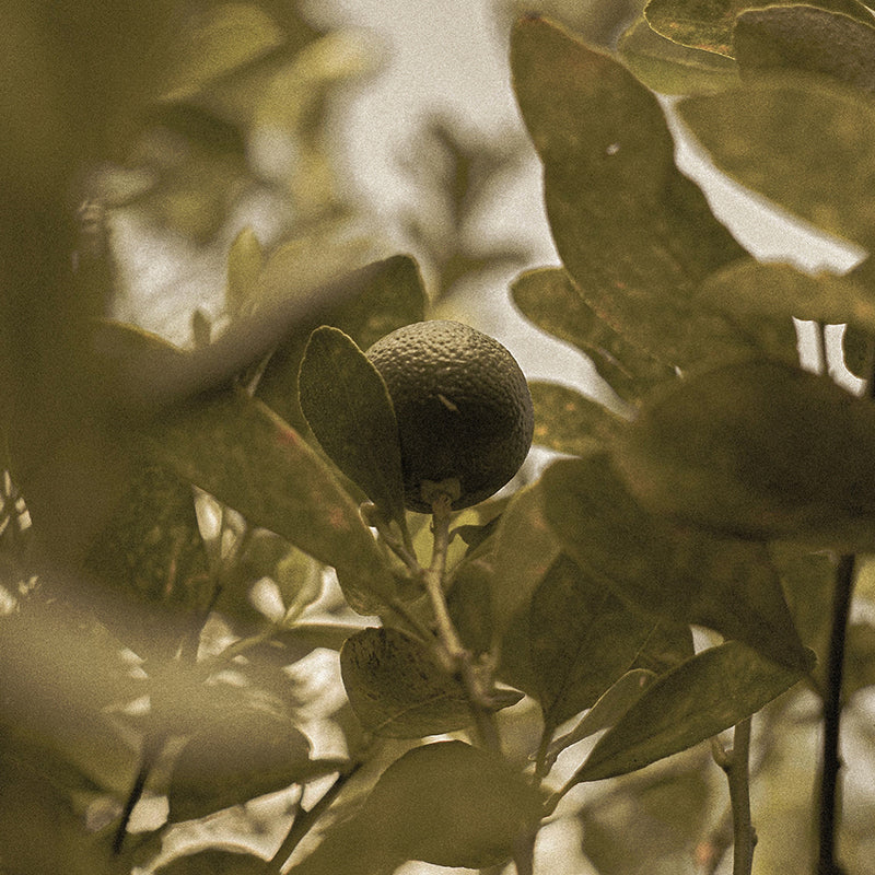 立秋｜愉悅安穩