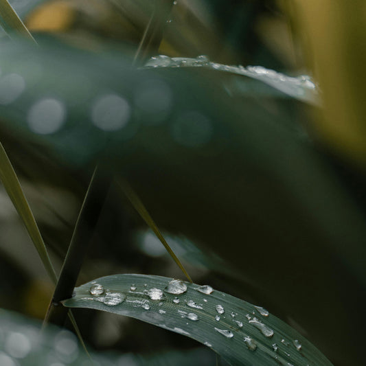 紫萱｜清晰專注｜紓解壓力- 15ml