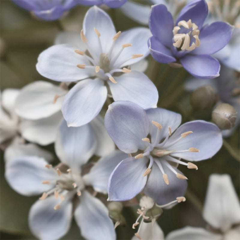 立秋｜愉悅安穩