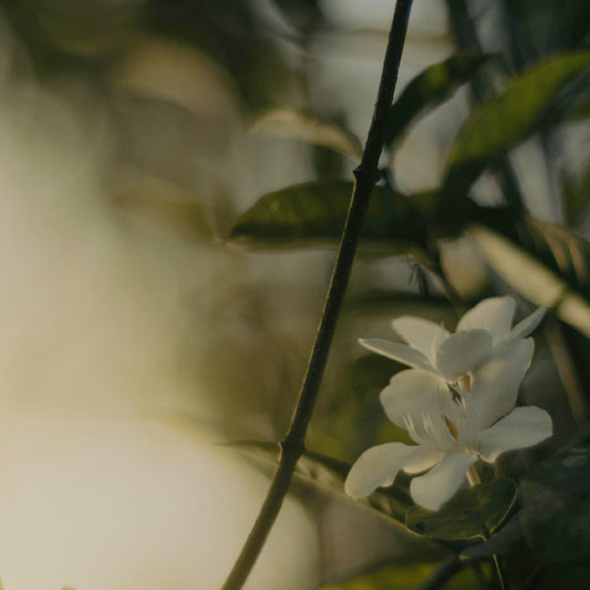 山奈｜平緩焦慮｜安撫情緒 - 15ml