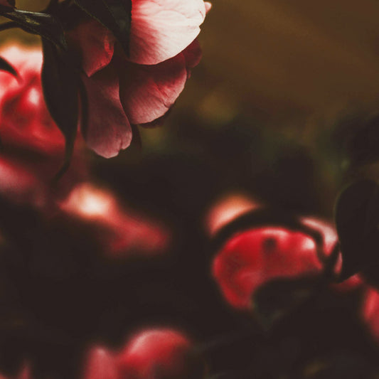 木槿｜撫平急燥｜自我肯定 -15ml